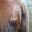 horse-attacked-fairview-900x425.jpg